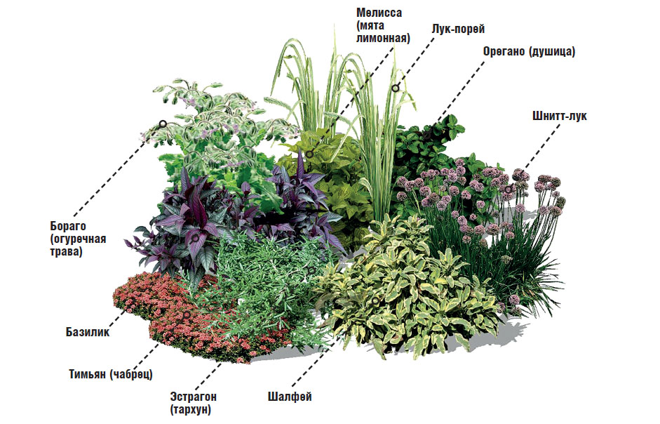 Вкусный сад в ландшафтном дизайне - Ландшафтный дизайн,автоматический полив, газон в Донецке